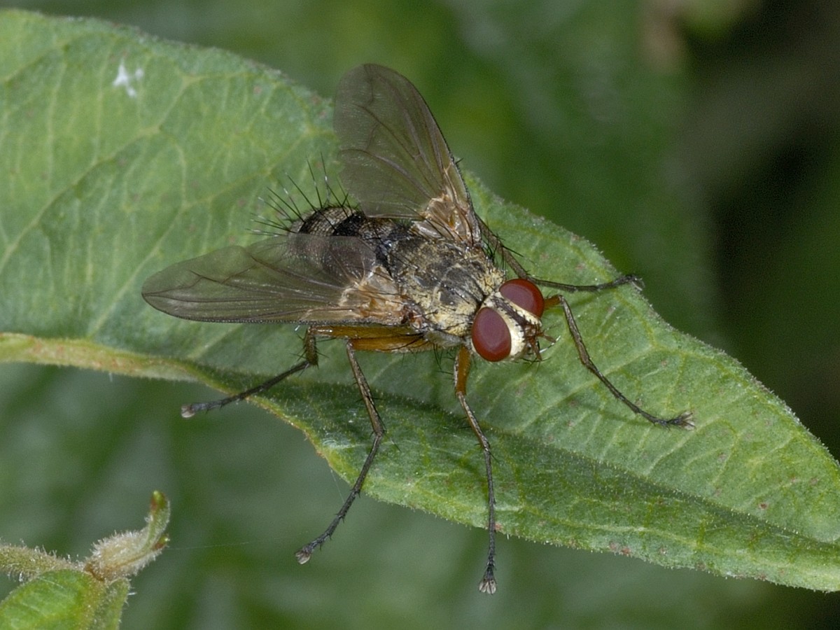 Dexiosoma Caninum